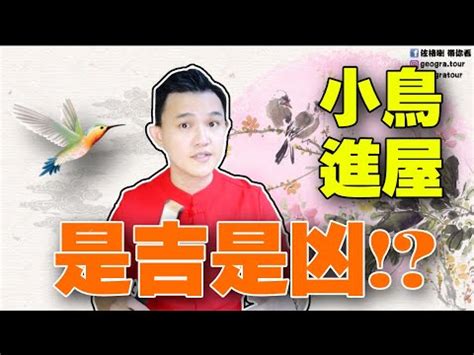 自來鳥|【家裡出現鳥】家裡鳥進來有什麼好兆頭？自來鳥寓意大公開！